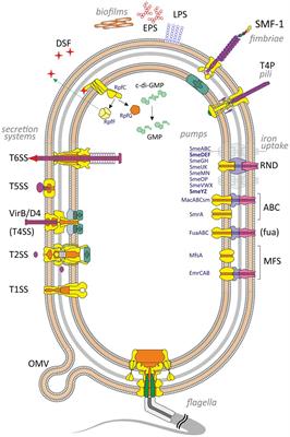 Stenotrophomonas maltophilia virulence: a current view